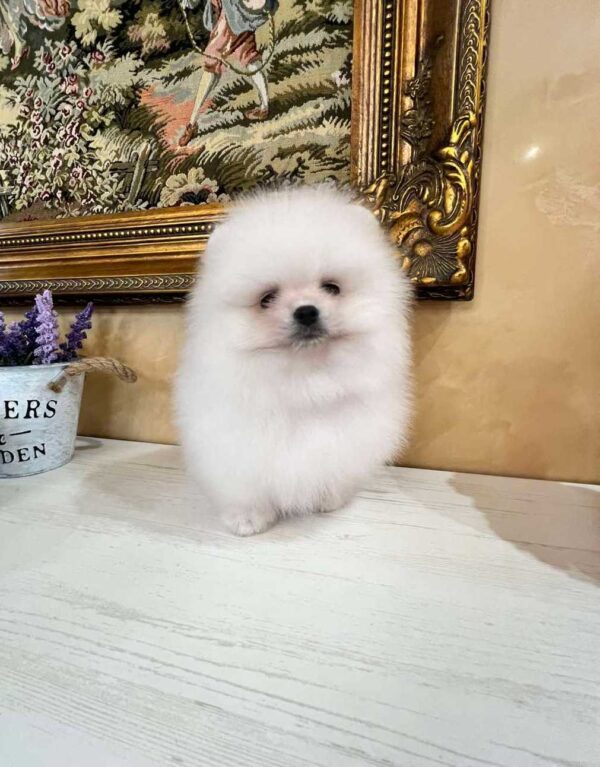 Temian Pomeranian Temian Pomeranian