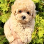 Thea-female-Maltipoo-puppy-for-sale-1