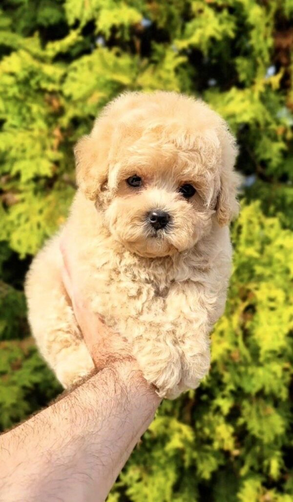 Thea Maltipoo Thea Maltipoo