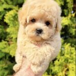 Thea-female-Maltipoo-puppy-for-sale-2