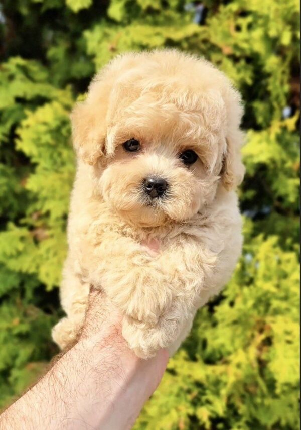 Thea Maltipoo Thea Maltipoo