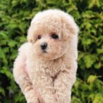 Thea-female-Maltipoo-puppy-for-sale-3