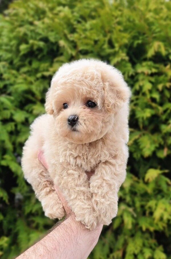 Thea Maltipoo Thea Maltipoo