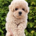 Thea-female-Maltipoo-puppy-for-sale-4