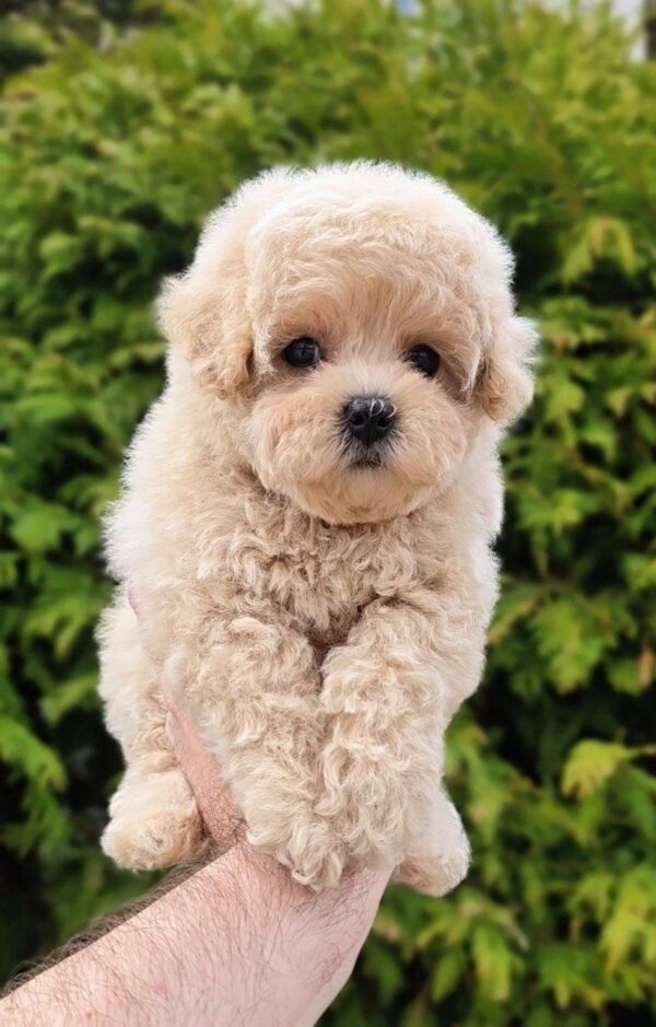 Thea Maltipoo Thea Maltipoo