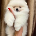 Thomas-male-Pomeranian-puppy-for-sale-1