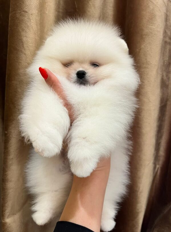 Thomas Pomeranian Thomas Pomeranian