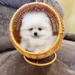 Thomas-male-Pomeranian-puppy-for-sale-2