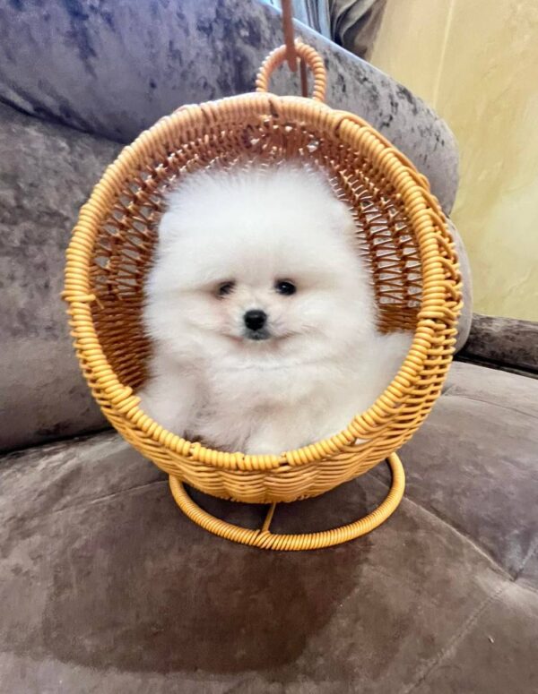 Thomas Pomeranian Thomas Pomeranian