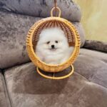 Thomas-male-Pomeranian-puppy-for-sale-3