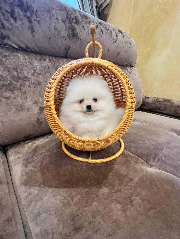 Thomas Pomeranian Thomas Pomeranian