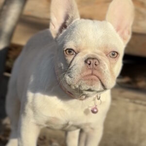 Timona French Bulldog Timona French Bulldog
