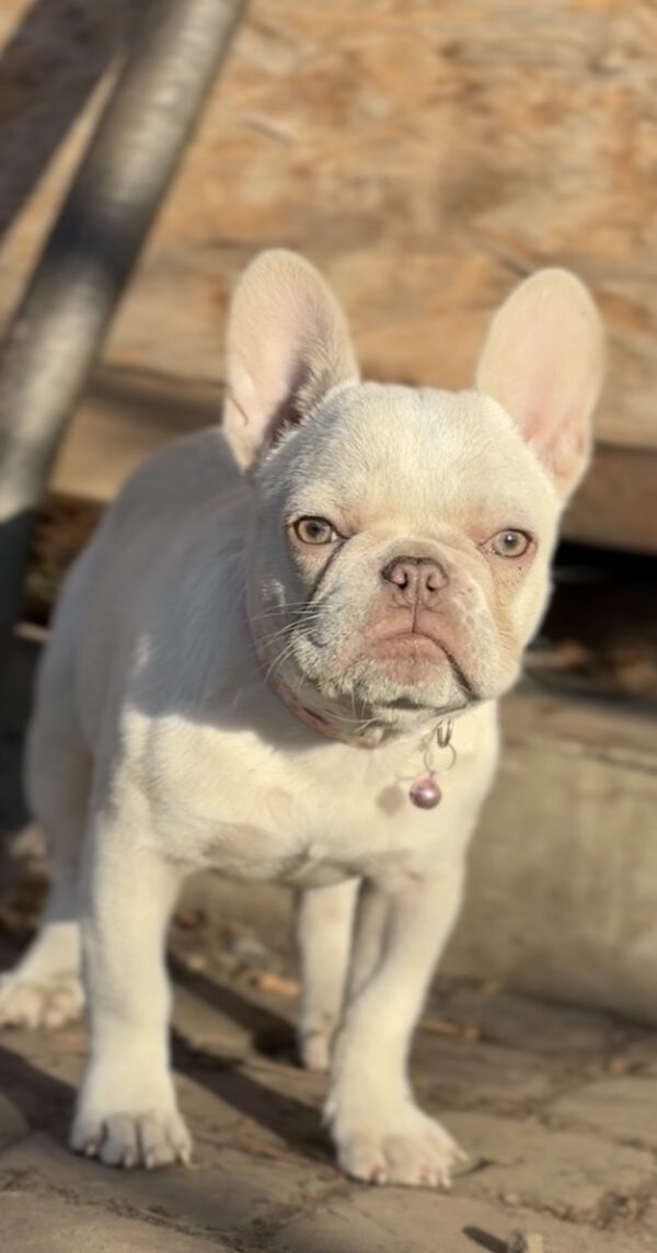 Timona French Bulldog Timona French Bulldog