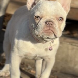Timona French Bulldog Timona French Bulldog