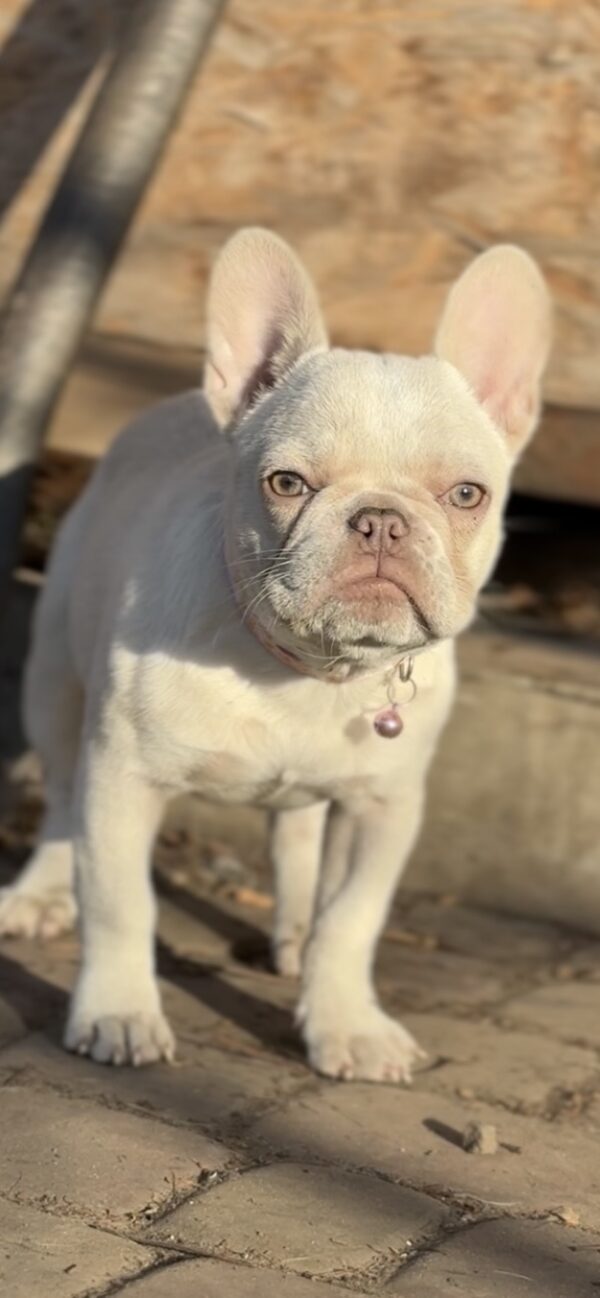 Timona French Bulldog Timona French Bulldog