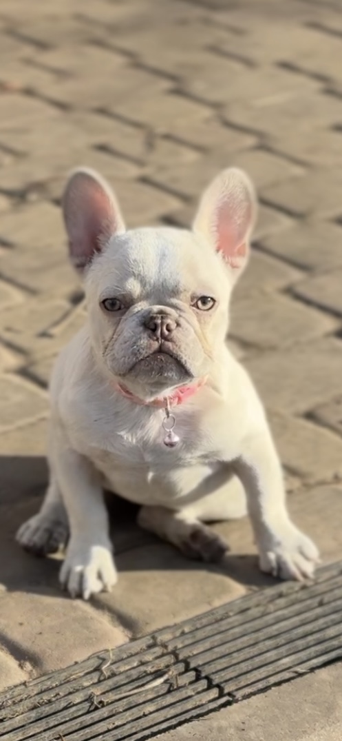 Timona French Bulldog Timona French Bulldog