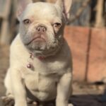 Timona-female-chihuahua-puppy-for-sale-1 (3)