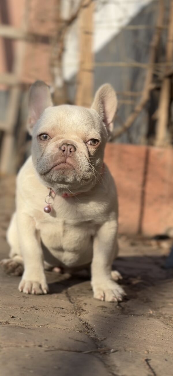 Timona French Bulldog Timona French Bulldog