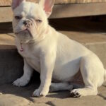 Timona-female-chihuahua-puppy-for-sale-1 (4)