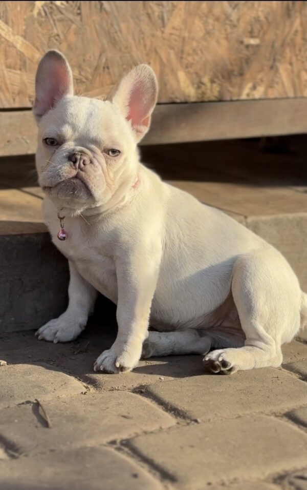 Timona French Bulldog Timona French Bulldog