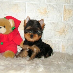 Tina Yorkshire Terrier Tina Yorkshire Terrier