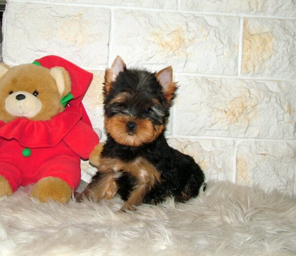 Tina Yorkshire Terrier Tina Yorkshire Terrier