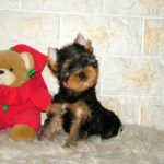 Tina-female-yorkshire-terrier-puppy-for-sale- (2)