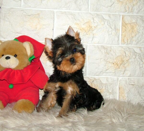 Tina Yorkshire Terrier Tina Yorkshire Terrier