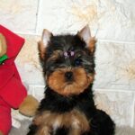 Tina-female-yorkshire-terrier-puppy-for-sale- (3)