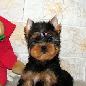 Tina Yorkshire Terrier Tina Yorkshire Terrier