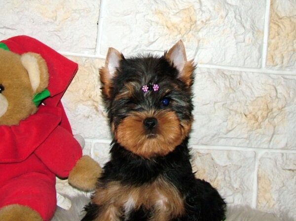 Tina Yorkshire Terrier Tina Yorkshire Terrier