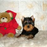Tina-female-yorkshire-terrier-puppy-for-sale- (4)