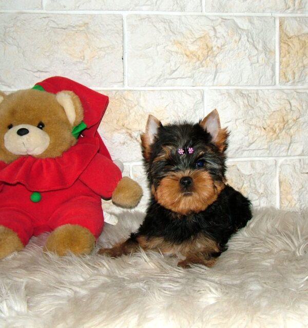 Tina Yorkshire Terrier Tina Yorkshire Terrier