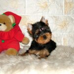 Tina-female-yorkshire-terrier-puppy-for-sale- (5)