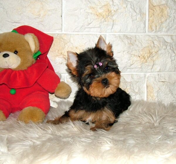 Tina Yorkshire Terrier Tina Yorkshire Terrier