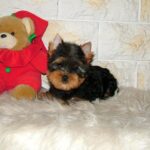 Tina-female-yorkshire-terrier-puppy-for-sale- (6)