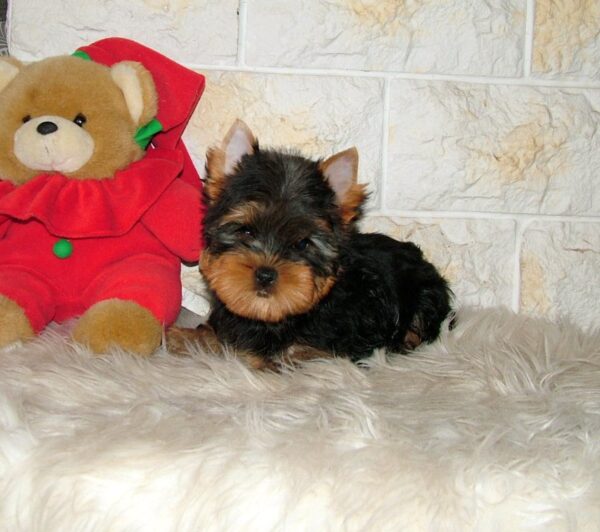 Tina Yorkshire Terrier Tina Yorkshire Terrier