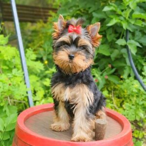 Tina Yorkshire Terrier Tina Yorkshire Terrier