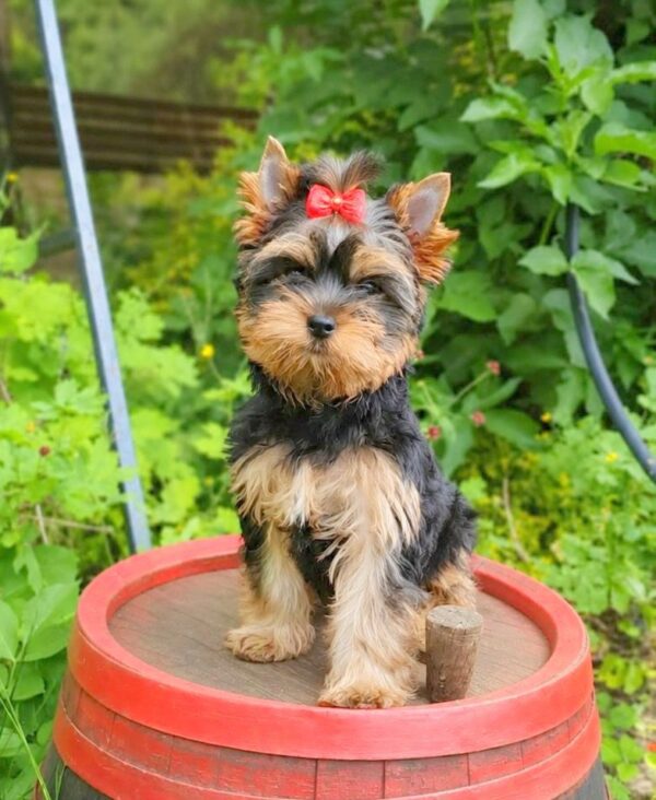 Tina Yorkshire Terrier Tina Yorkshire Terrier