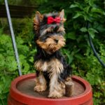 Tina-female-yorskshire-terrier-puppy-for-sale- (2)