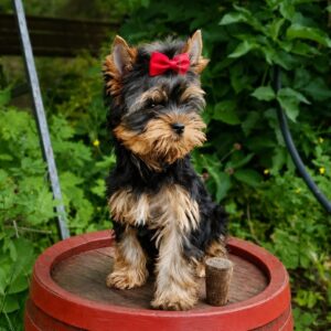 Tina Yorkshire Terrier Tina Yorkshire Terrier