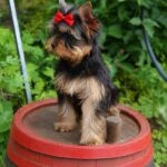 Tina-female-yorskshire-terrier-puppy-for-sale- (3)