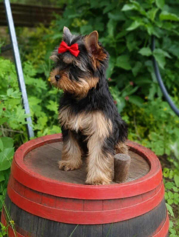 Tina Yorkshire Terrier Tina Yorkshire Terrier