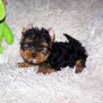 Tino-male-yorkshire-terrier-puppy-for-sale- (1)