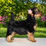 Tino-male-yorkshire-terrier-puppy-for-sale- (1)