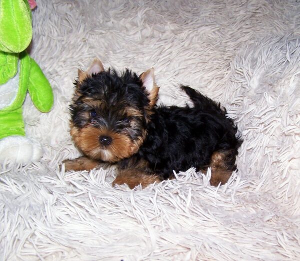 Tino Yorkshire Terrier Tino Yorkshire Terrier