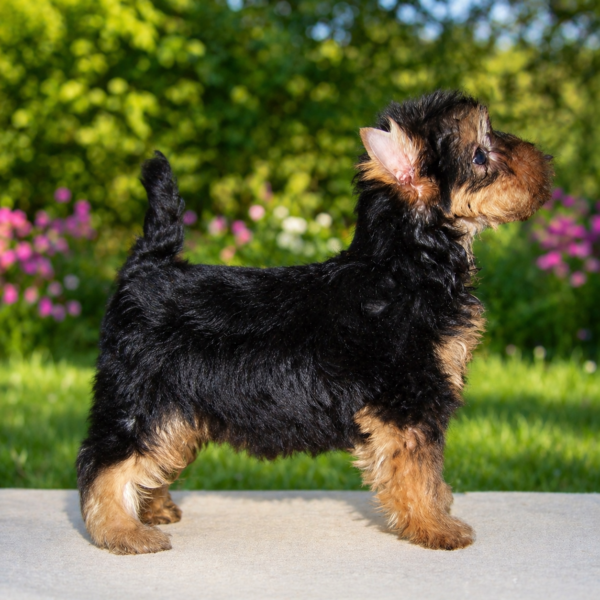 Tino Yorkshire Terrier Tino Yorkshire Terrier