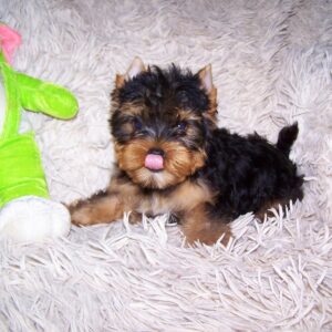 Tino Yorkshire Terrier Tino Yorkshire Terrier