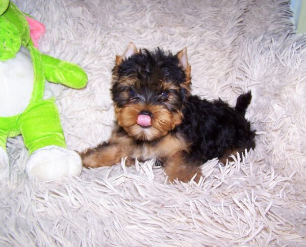 Tino Yorkshire Terrier Tino Yorkshire Terrier
