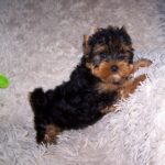 Tino-male-yorkshire-terrier-puppy-for-sale- (3)